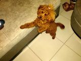 Kızıl Kahve En Şeker Toy Poddle-0 Numara