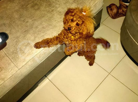 Kızıl Kahve En Şeker Toy Poddle-0 Numara görsel