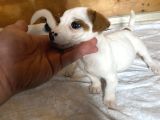 Jack russel yavrular