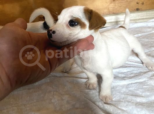 Jack Russel Yavrular
