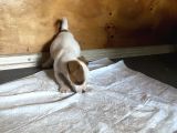 Jack Russel Yavrular