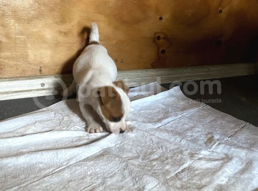 Jack Russel Yavrular görsel