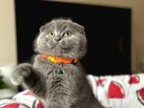 Ayıcık Surat Scottish Fold Yavrular
