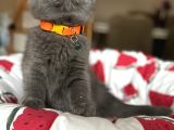 Ayıcık Surat Scottish Fold Yavrular