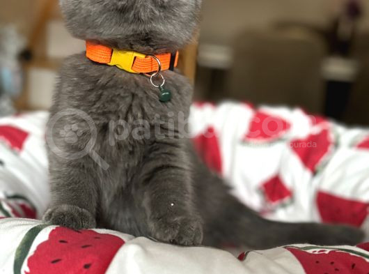 Ayıcık Surat Scottish Fold Yavrular görsel