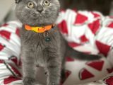 Ayıcık Surat Scottish Fold Yavrular