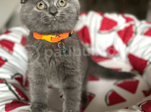 Ayıcık Surat Scottish Fold Yavrular görsel