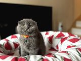 Ayıcık Surat Scottish Fold Yavrular