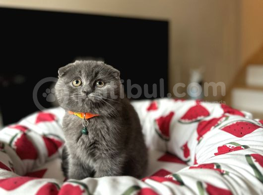 Ayıcık Surat Scottish Fold Yavrular görsel