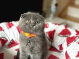 Ayıcık Surat Scottish Fold Yavrular
