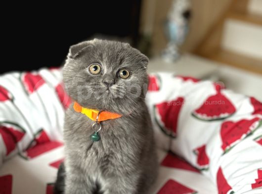Ayıcık Surat Scottish Fold Yavrular görsel