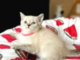 British Shorthair Lynx Point Yavru