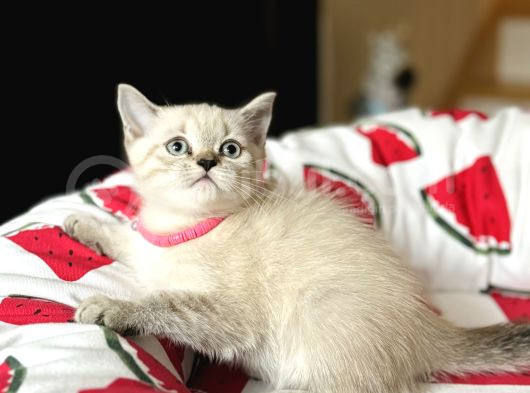 British Shorthair Lynx Point Yavru görsel