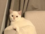 8 Aylik Bri̇ti̇sh Shorthai̇r Sahi̇plendi̇rme