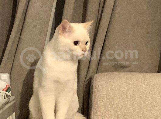 8 Aylik Bri̇ti̇sh Shorthai̇r Sahi̇plendi̇rme görsel