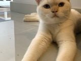 8 AYLIK BRİTİSH SHORTHAİR SAHİPLENDİRME