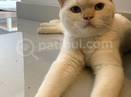 8 Aylik Bri̇ti̇sh Shorthai̇r Sahi̇plendi̇rme