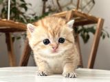 Rezerve Edildi Safkan Secereli British Shorthair Ny24 Erkek