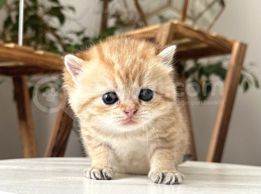 Rezerve Edildi Safkan Secereli British Shorthair Ny24 Erkek görsel