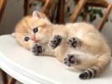 Rezerve Edildi Safkan Secereli British Shorthair Ny24 Erkek