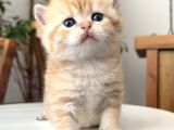 Rezerve edildi safkan secereli british shorthair ny24 erkek