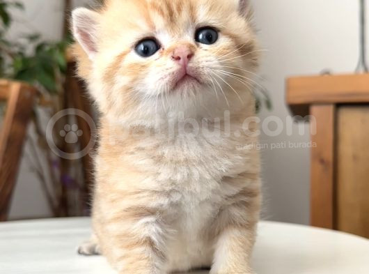 Rezerve Edildi Safkan Secereli British Shorthair Ny24 Erkek