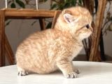 Rezerve Edildi Safkan Secereli British Shorthair Ny24 Erkek