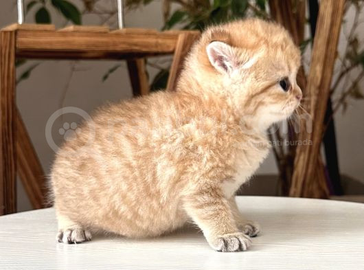 Rezerve Edildi Safkan Secereli British Shorthair Ny24 Erkek görsel