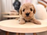Maltipoo Bebeğim