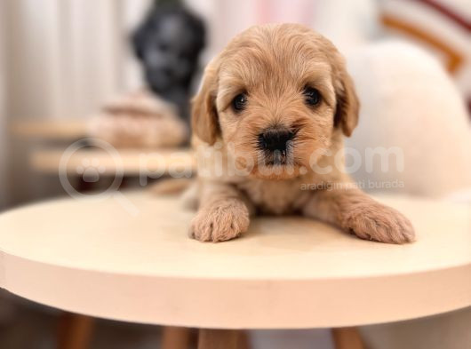 Maltipoo Bebeğim görsel