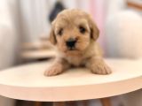 Maltipoo Bebeğim