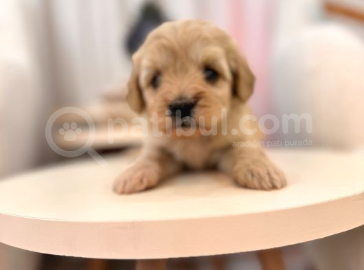 Maltipoo Bebeğim görsel