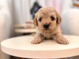 Maltipoo Bebeğim