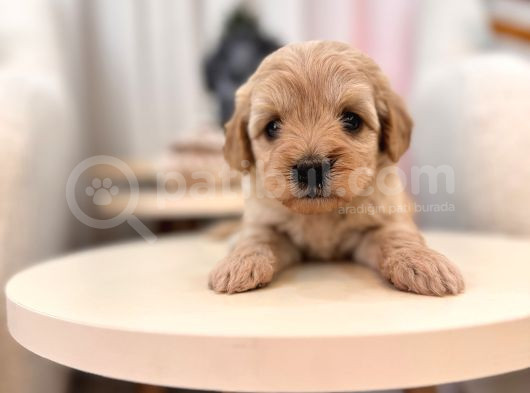 Maltipoo Bebeğim