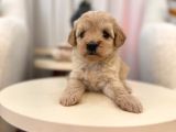 Maltipoo Bebeğim