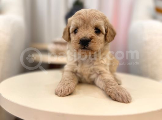Maltipoo Bebeğim görsel