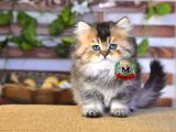 BRİTİSH LONGHAİR eSMER pRENS