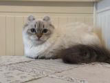 Munchkin Cuce Kedi Kinkalow Erkek