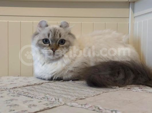 Munchkin Cuce Kedi Kinkalow Erkek görsel