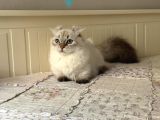MUNCHKIN CUCE KEDI kinkalow ERKEK