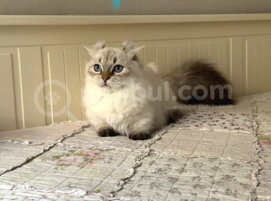 Munchkin Cuce Kedi Kinkalow Erkek