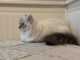 Munchkin Cuce Kedi Kinkalow Erkek