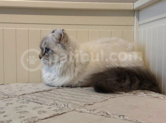 Munchkin Cuce Kedi Kinkalow Erkek görsel