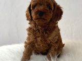 Sağlık Ve Irk Garantili Poodle Yavrularımız