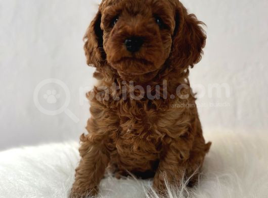 Sağlık Ve Irk Garantili Poodle Yavrularımız görsel