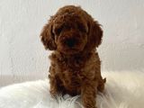 Sağlık Ve Irk Garantili Poodle Yavrularımız