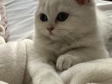SCR 3 aylık British Shorthair Beyaz