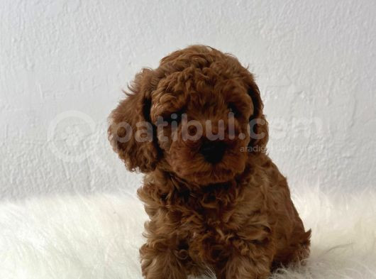Sağlık Ve Irk Garantili Poodle Yavrularımız görsel
