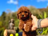 Türki̇yeni̇n Tek Gerçek Toy Poodle Bebekleri̇