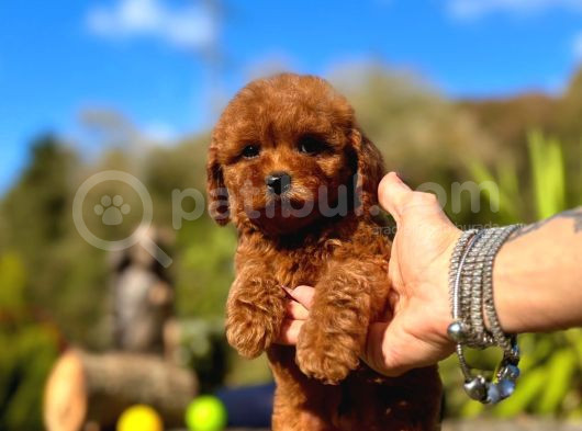 Türki̇yeni̇n Tek Gerçek Toy Poodle Bebekleri̇ görsel